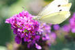 Hintergrund Sommer - Nahaufnahme von einem Kohlweißling auf der Blüte von einem Schmetterlingsflieder