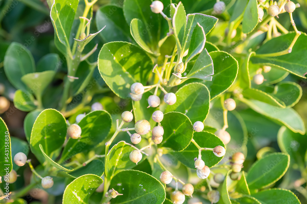 Euonymus japonicus is a species of flowering plant in the family ...