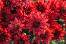 Beautiful Bushes Of Chrysanthemum Flowers Red Colors