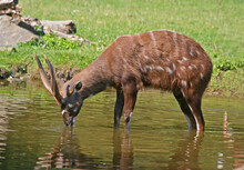 The Male Antelope Sitatunga Or Marshbuck (Tragelaphus Spekii)  At The Waterhole