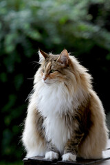 Wall Mural - A norwegian forest cat female sitting outdoors in summertime