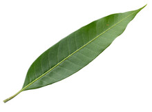 Green Leaves Mango Isolated On A Transparent Background