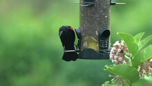 A Red Winged Blackbird Eating Sunflower Seeds Out Of A Bird Feeder.