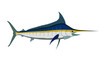 sea fish marlin on a white background