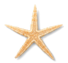 Wall Mural - One Starfish isolated on  background.