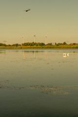 Wall Mural - Cover page with beautiful lake landscape at sunset with wind turbines to produce green energy and power grid, and pair of white wild swans in the lake with flying by a dragonfly