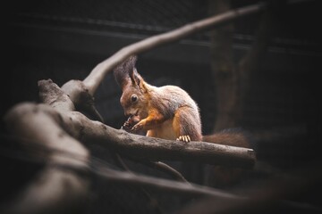 Close-up of a squirrel (Sciurus vulgaris ognevi) eating a nut