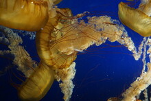 Swarm Of Glowing Jellyfish