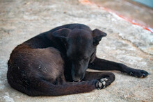 A Black Dog Setting On Road. Indian Street Dog, Street Dogs In India, Homeless Dog Sleeping Near By Wall.
