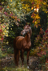 Wall Mural - Magnificent red Arabian horse stands in a beautiful autumn forest. Equestrian photo painting in beautiful sunlight.