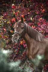 Wall Mural - Portrait of a gorgeous red Arabian horse in a beautiful autumn forest. Equestrian photo painting.