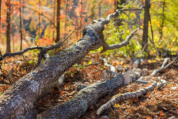 Canvas Print - Autumn park was damaged by trees that fell after tornado hit