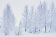 Zima. Mleczna mgła. Zawieja mróz i biel. Drzewa obsypane śniegiem i pokryte szronem, szadzią. High key, niski kontrast