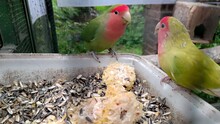 Lilians Lovebird Is Eating Corn And Seeds And Fighting For Food With Her Friends In A Birdcage
