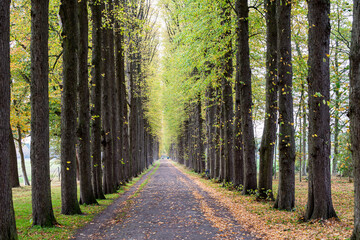 Fototapeta allee im herbst