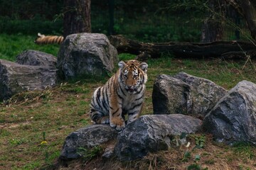 Sticker - Tiger cub on rocks in the wild