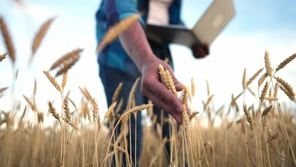 Wall Mural - man farmer with digital tablet working in field smart farm in a field with wheat. agriculture concept. working in field harvesting crop. senior farmer sun is engaged in farm agriculture