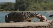 Crocodile Eating A Chicken