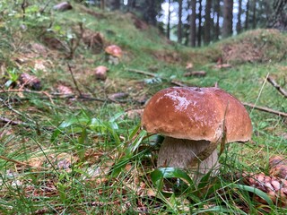 Sticker - Boletus edulis mushroom growing in the green forest