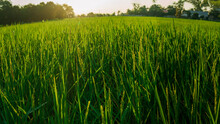  Rice Field In Beautiful Sunrise With Fish Eye Lens Shot