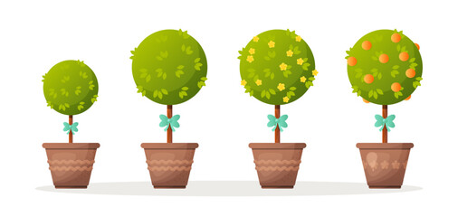 Wall Mural - Topiary bushes or trees in flowerpots vector illustrations set. Drawings of green potted plants with blue bows or ribbons on trunks isolated on white background. Decoration, nature, gardening concept