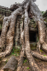 Fototapete - Travel Cambodia concept background - ancient ruins with tree roots, Ta Prohm temple ruins, Angkor, Cambodia