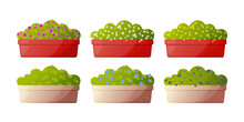 Green Plants In Colorful Flower Boxes Vector Illustrations Set. Collection Of Drawings Of Pink, Blue, White, Yellow Flowers In Red And Brown Flower Boxes On White Background. Nature, Gardening Concept