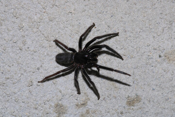 segestriidae black spider macro photo