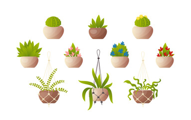 Wall Mural - Plants in pots and hanging planters vector illustrations set. Collection of potted houseplants, cactuses in flowerpots isolated on white background. Gardening, nature concept