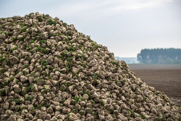 Sticker - Big pile of sugar beets in the field