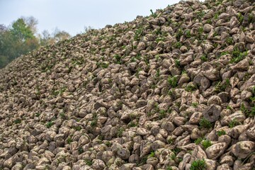 Sticker - Big pile of sugar beets in the field