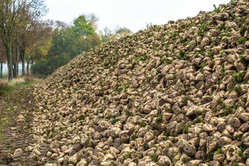 Sticker - Big pile of sugar beets in the field