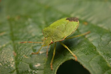 Wall Mural - The green shield bug on a leaf