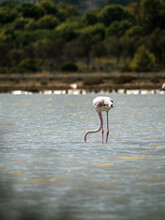Flamingo With Head Under Water 