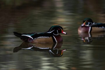 Sticker - Cute wood ducks swimming on the lake