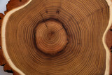 Fototapeta  - The wood slices natural texture