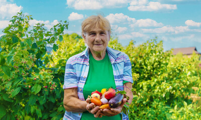 Wall Mural - Grandmother in the garden with a harvest of vegetables. Selective focus.