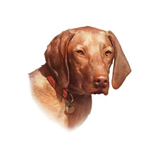Vizsla Dog Isolated On White Background. Weimaraner. Dog Is Man's Best Friend. Animal Art Collection: Dogs. Realistic Dog Portrait - Hand Painted Illustration Of Pets. Good For Banner, Cover, Card.