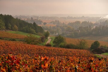 Wall Mural - Côte Chalonnaise dans la brume du matin.