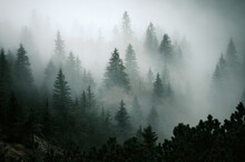 Dramatic Scenic Fog In Pine Forest On Mountain Slopes. Amazing Scenery With Foggy Dark Mountain Forest Pine Trees At Autumn. Forest Trees On The Mountain Hills Carpathian Mountains, Slovakia