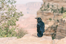 Crow Sitting On The Edge Of Rock, Grand Canyon National Park, Arizona
