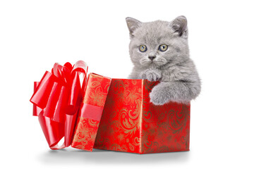 Wall Mural - Cute little kitten with gift box isolated on white background