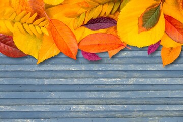 Wall Mural - Autumn colored leaves on wooden desk background