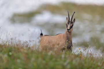 apennine chamois in gran sasso national park, abruzzo, italy.