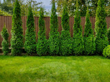 Fototapeta Desenie - Green arborvitae near the fence
