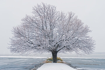 Wall Mural - Linden tree covered in snow.