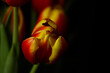Żółto czerwony tulipan na ciemnym tle