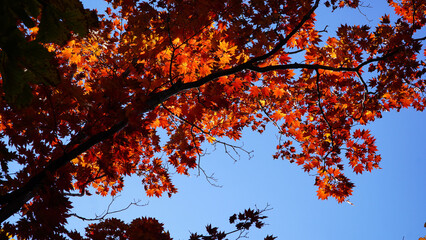 Wall Mural - The color of the red maple tree of Bukhansan Mountain in autumn.