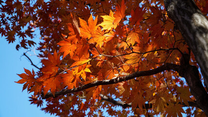 Wall Mural - The color of the red maple tree of Bukhansan Mountain in autumn.