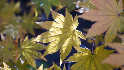 Wall Mural - the yellow of maple leaves